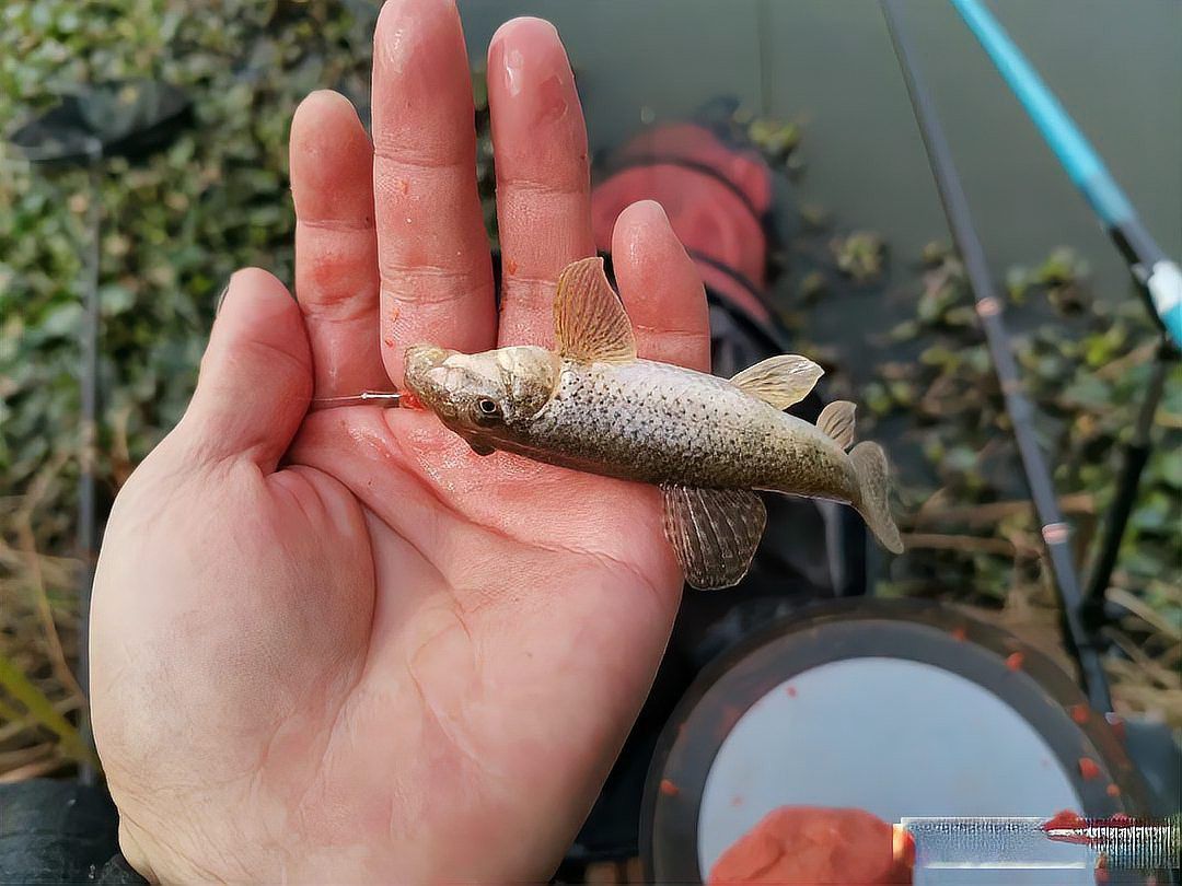 紅魚和鯰魚哪個更適合初學者？