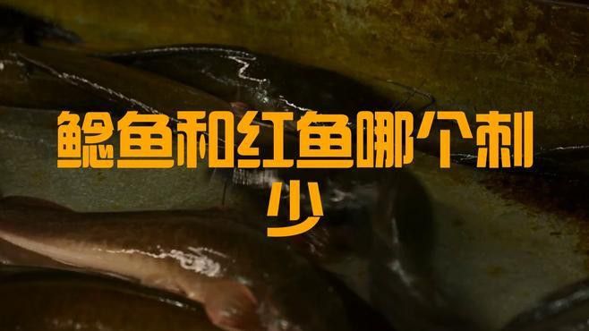 紅魚和鯰魚哪個更適合初學者？