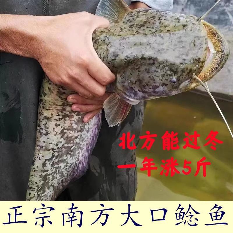 紅魚和鯰魚哪個更適合初學者？