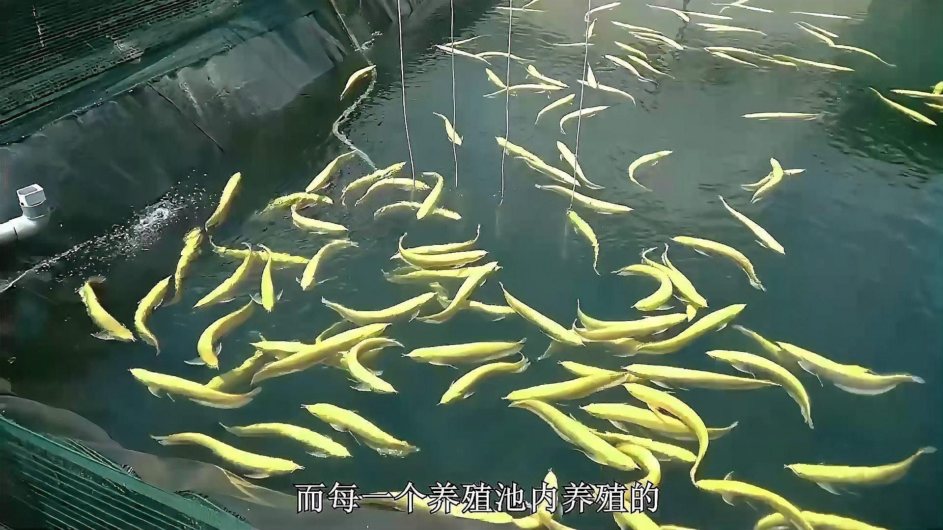 金龍魚泰國