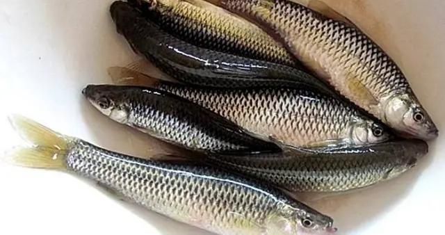 麥穗魚(yú)能喂龍魚(yú)嗎（麥穗魚(yú)可以喂養(yǎng)龍魚(yú)嗎？）