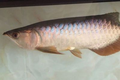 金龍魚不適合什么人養：養金龍魚的風水學