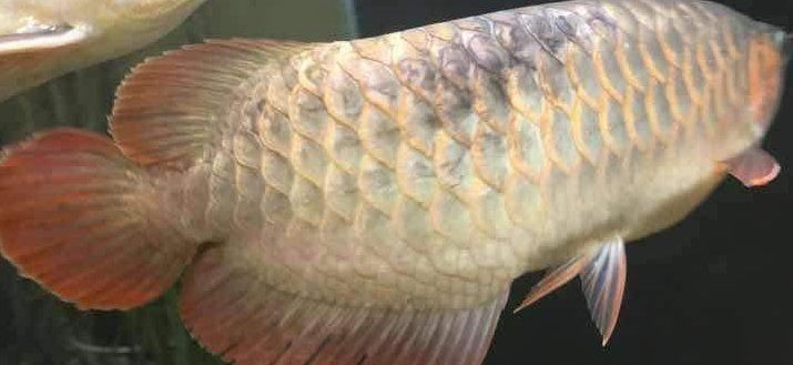 龍魚感染最怕三個藥物