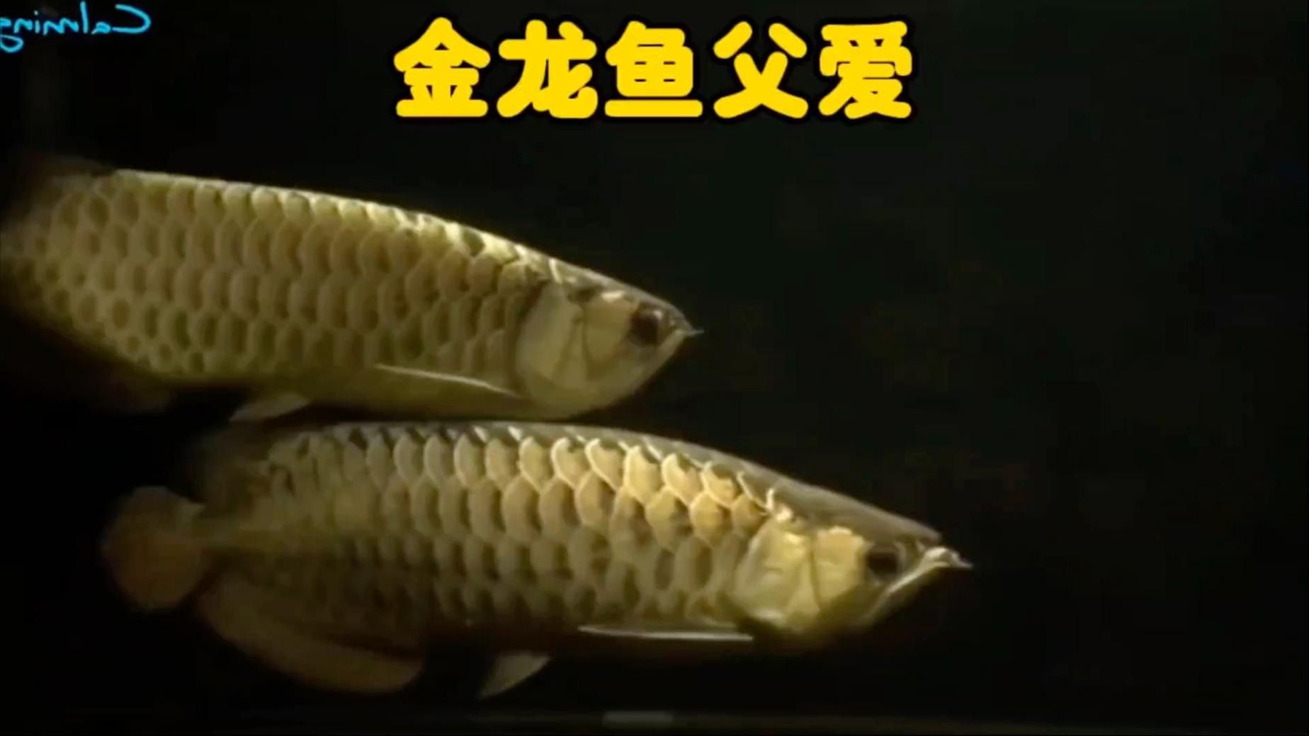 推薦一些金龍魚視頻創作者