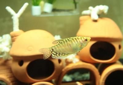 觀賞魚龍魚能吃嗎怎么養：觀賞魚龍魚能吃嗎，怎么養？