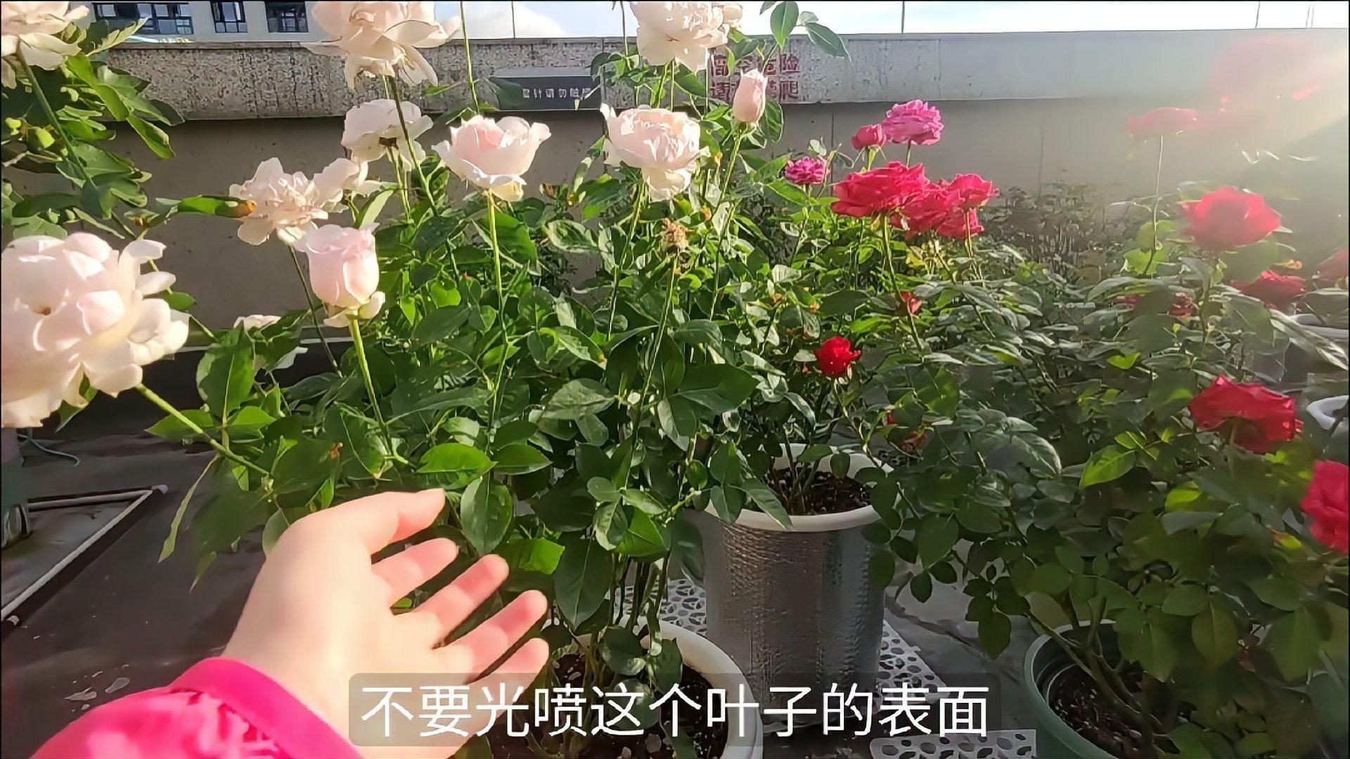 如何預防和治療黑斑病？
