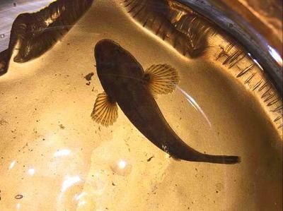 飛龍魚服魚蝦可欺（關于飛龍魚服魚蝦可欺的問題）