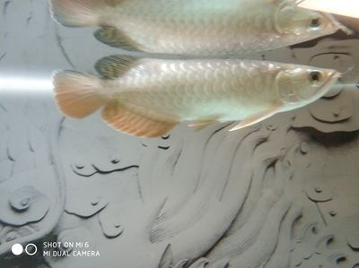 龍魚吃蝗蟲會(huì)死嗎，為什么還要吃：龍魚吃蝗蟲會(huì)死嗎