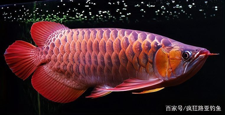 印度尼西亞紅龍魚產(chǎn)地在哪里