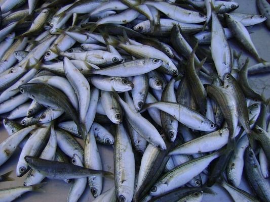紅龍魚都喂什么食物呢（紅龍魚都喂什么食物呢圖片）