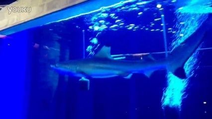 西安龍魚手術（關于西安龍魚手術的信息，醫生們需要確保龍魚在手術期間保持靜止和安全）