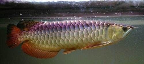 西安龍魚手術（關于西安龍魚手術的信息，醫生們需要確保龍魚在手術期間保持靜止和安全）