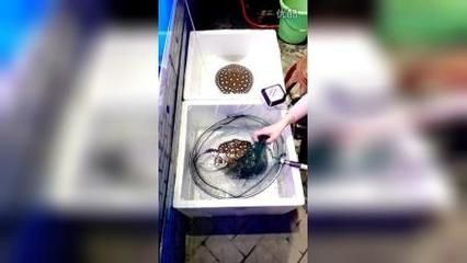 西安龍魚手術（關于西安龍魚手術的信息，醫生們需要確保龍魚在手術期間保持靜止和安全）