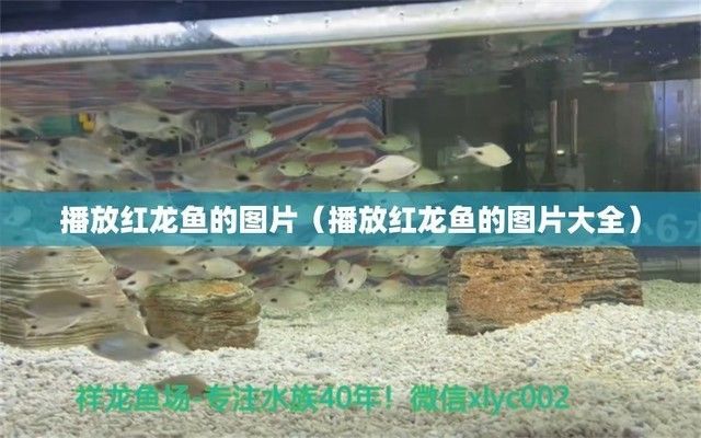 紅龍魚圖解（紅龍魚的外觀特征以及飼養要點）