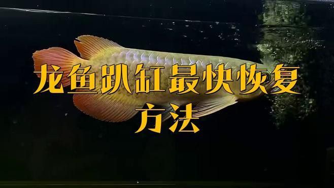 龍魚趴缸多久能恢復？