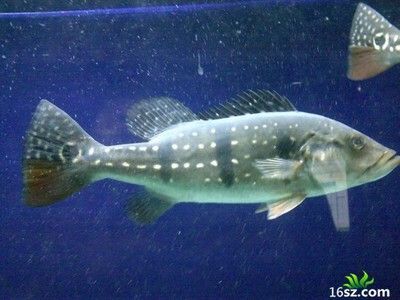 剛入缸的龍魚不吃食怎么辦（新環境中的龍魚不吃食怎么辦龍魚不吃食怎么辦）