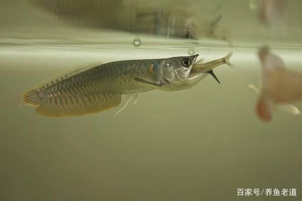 銀龍魚蔬菜添加時機：銀龍魚蔬菜添加比例控制