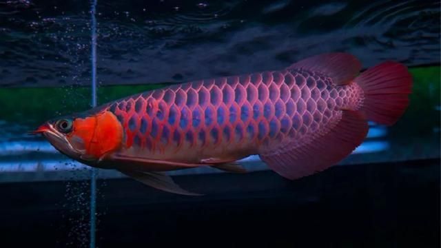 最貴紅龍魚500萬(wàn)，世界上最貴的紅龍魚售價(jià)高達(dá)500萬(wàn)人民幣
