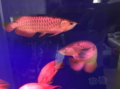 大型金龍魚