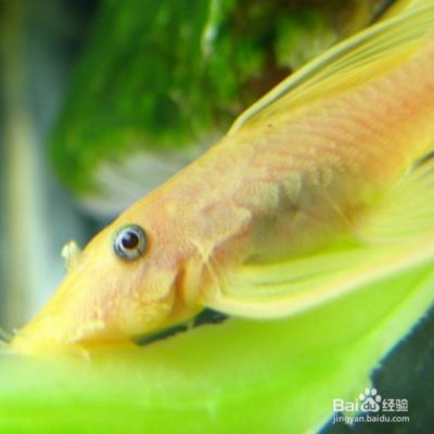 女王大帆魚苗適宜水溫調節方法，女王大帆魚苗的適宜水溫調節方法