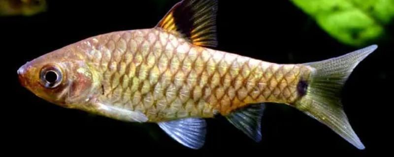女王大帆魚苗適宜水溫調節方法，女王大帆魚苗的適宜水溫調節方法