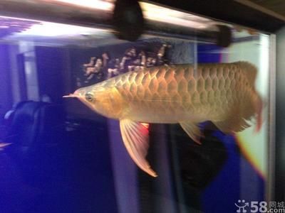 龍魚批發市場地址電話查詢大連：大連黑嘴子水產批發市場