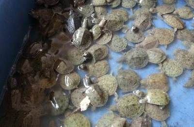 龍魚批發市場地址電話查詢大連：大連黑嘴子水產批發市場