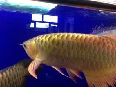 龍魚批發市場地址電話查詢大連：大連黑嘴子水產批發市場