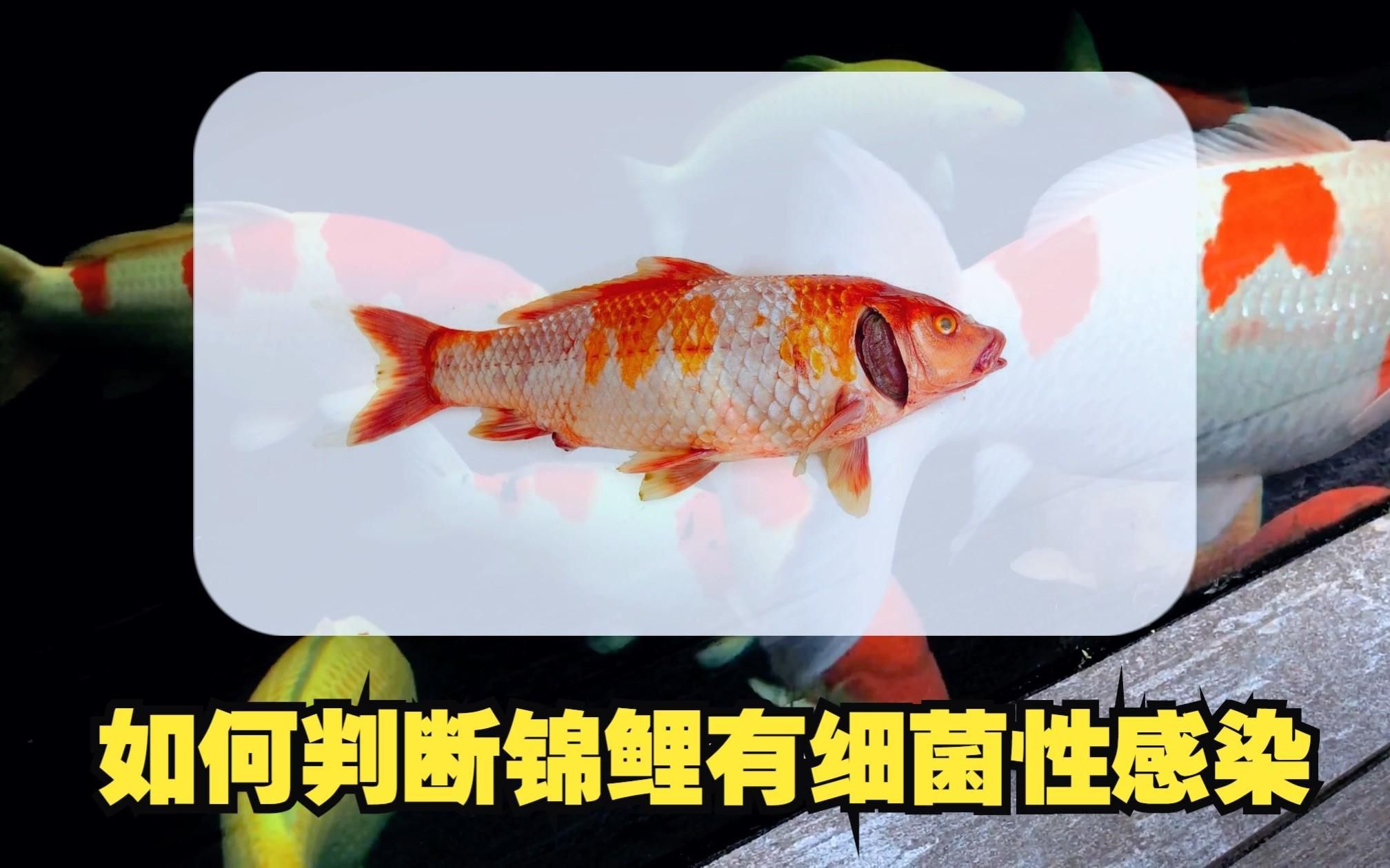 如何判斷魚是否患有細菌性魚病？