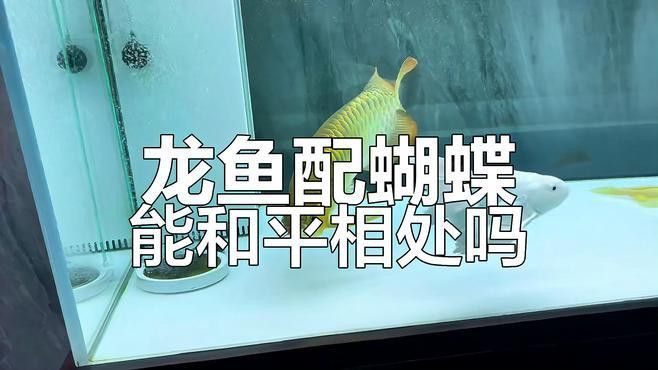 蝴蝶鯉能和金龍魚一起養(yǎng)嗎怎么養(yǎng)