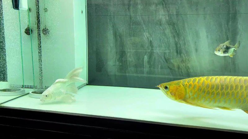 蝴蝶鯉能和金龍魚(yú)一起養(yǎng)嗎怎么養(yǎng)