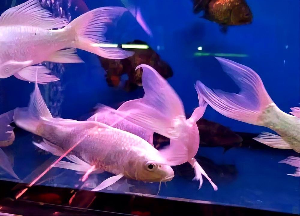 蝴蝶鯉能和金龍魚(yú)一起養(yǎng)嗎怎么養(yǎng)