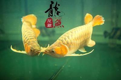 龍魚的養(yǎng)護(hù)與鑒賞作文怎么寫：第28屆中國國際寵物水族展覽會5.91k2祥龍魚