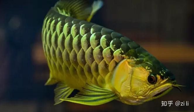 如何模擬金龍魚的原生河流環境？