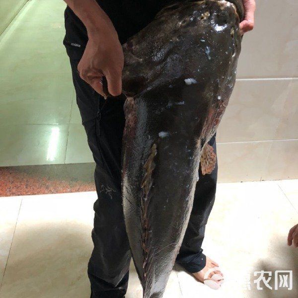 龍騰魚多少錢一斤