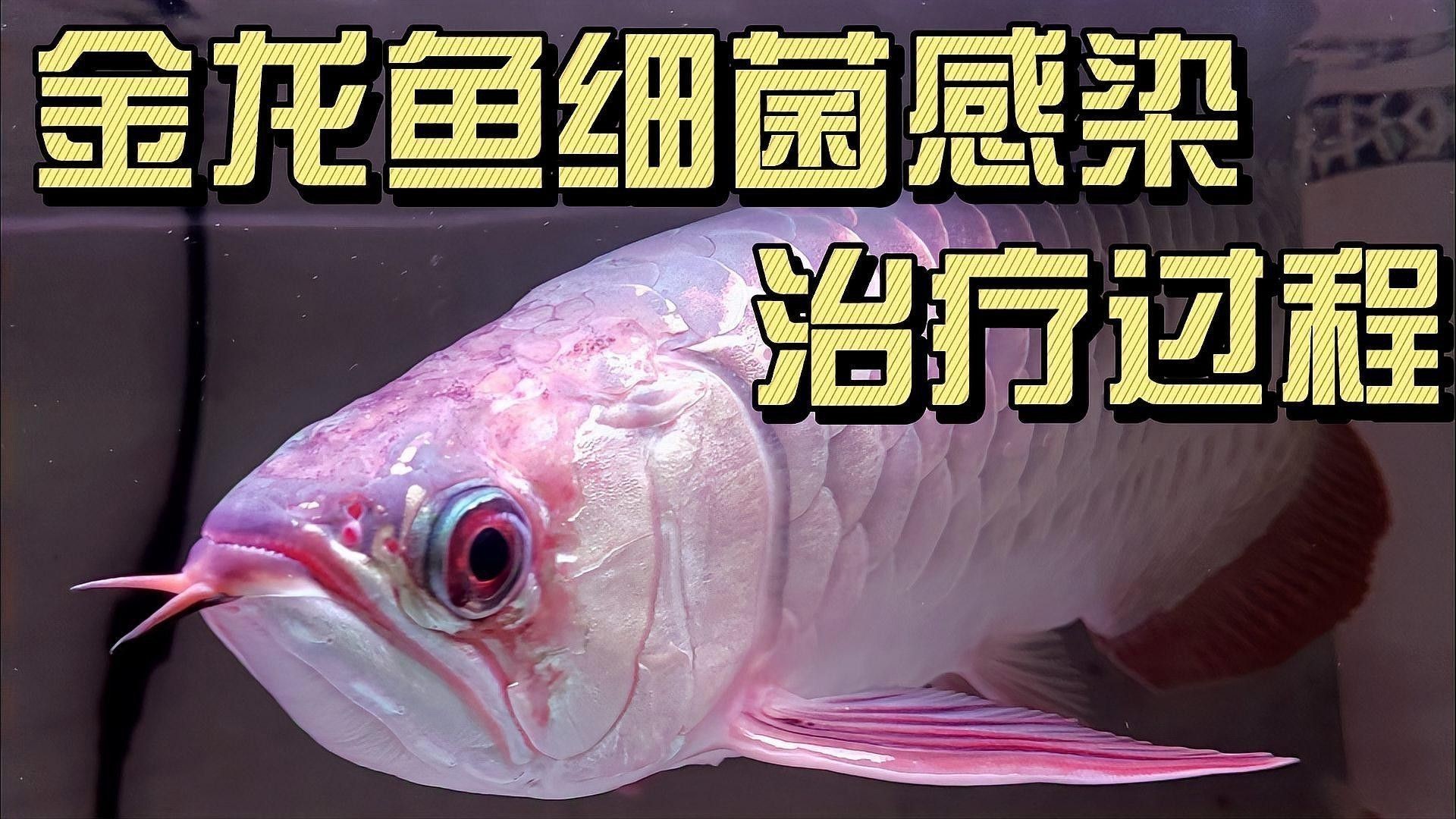 金龍魚感染后應(yīng)該如何治療？