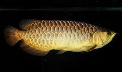 金龍星點龍魚和金龍的區別是什么