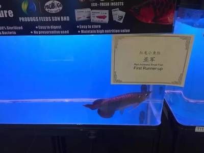 頂級龍魚批發商是誰：哪家公司是頂級龍魚批發商？