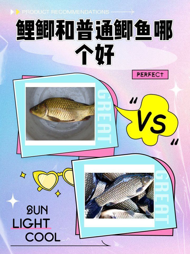 鯉鯽和普通鯽魚哪個好