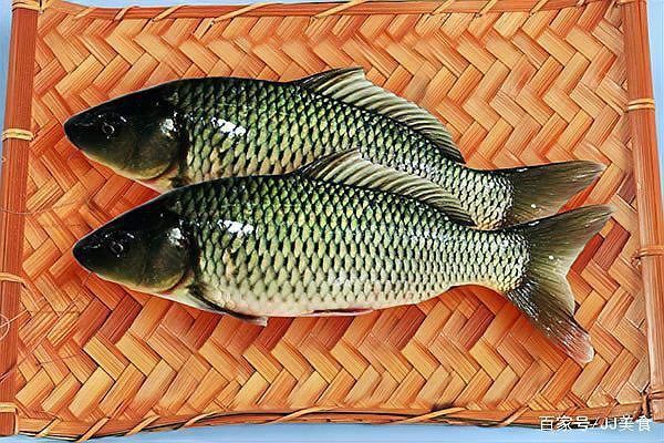 鯉鯽和普通鯽魚哪個好
