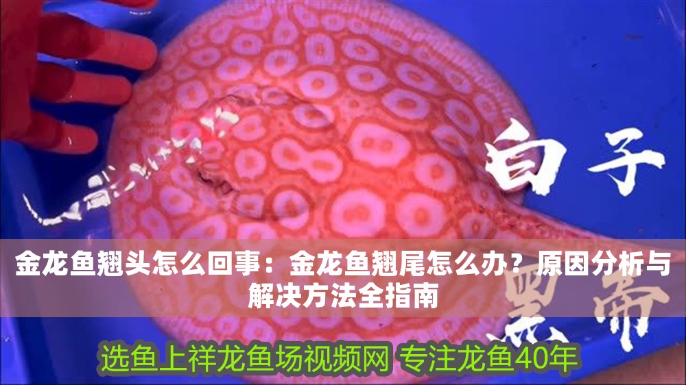 金龍魚翹頭怎么回事：金龍魚翹尾怎么辦？原因分析與解決方法全指南