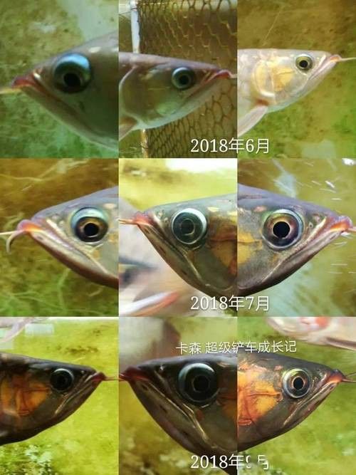 紅龍魚兜嘴是什么樣子圖片