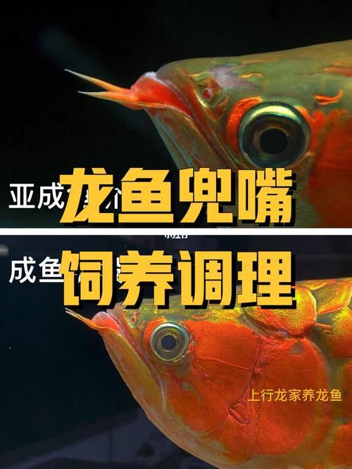 紅龍魚兜嘴是什么樣子圖片