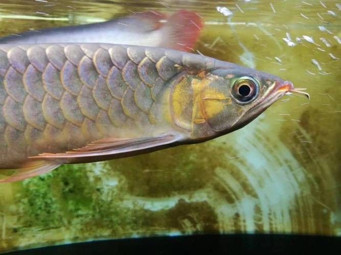 紅龍魚兜嘴是什么樣子圖片
