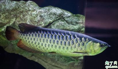 龍魚喂小魚好不好吃：關于龍魚喂小魚的問題