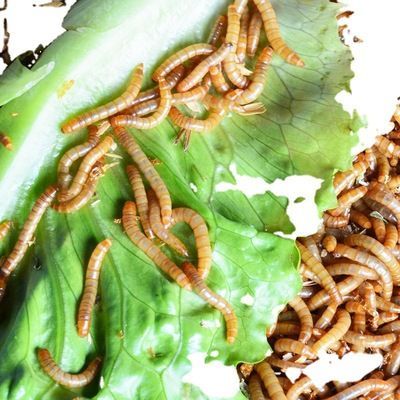 龍魚多久喂一次面包蟲：龍魚多久喂一次面包蟲是一個涉及魚類飼養(yǎng)細節(jié)的問題