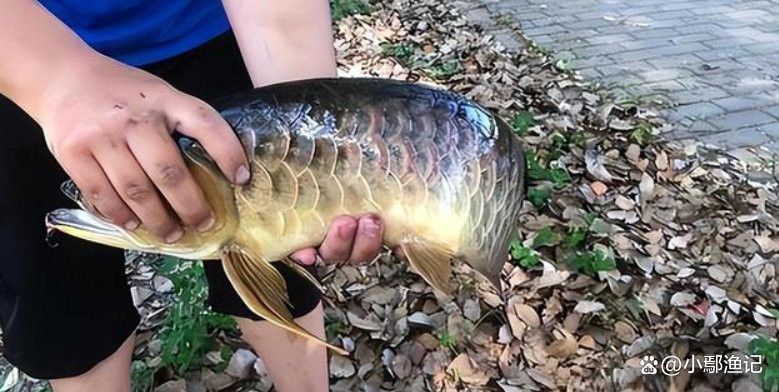 金龍魚(yú)是什么魚(yú)能吃嗎