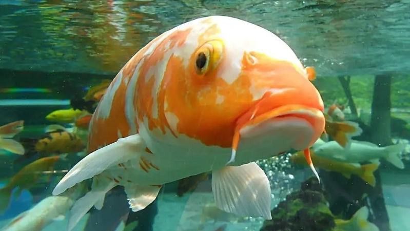 金龍魚(yú)是什么魚(yú)能吃嗎