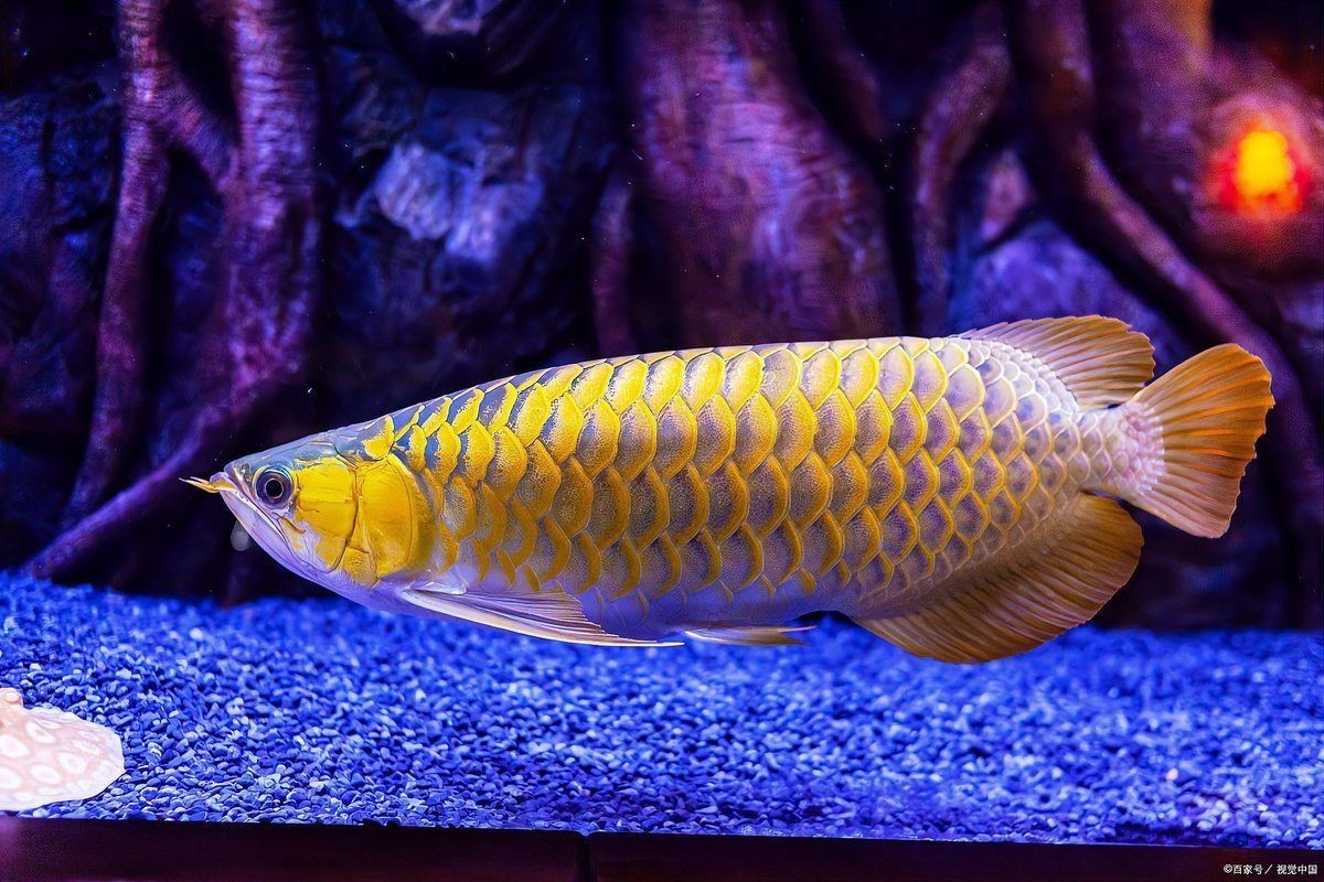 龍魚腹部腫脹要警惕了