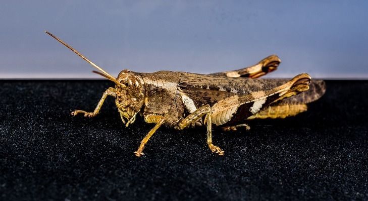 龍魚虎斑紋路：如何辨別龍魚的虎斑紋路